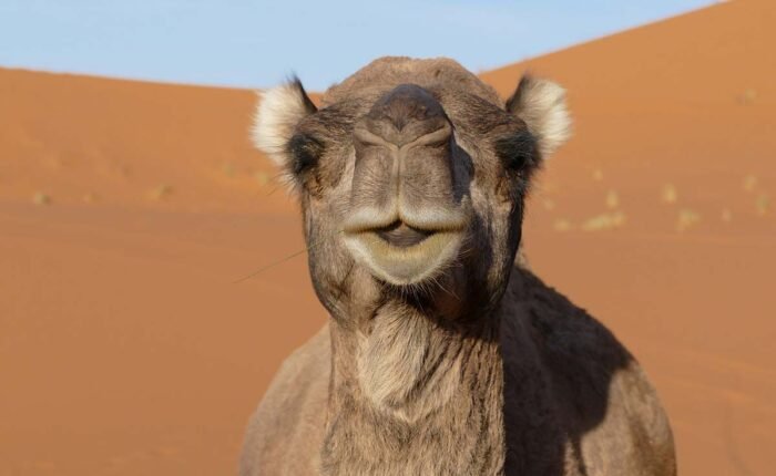 Morocco Desert tour from Agadir