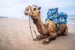 Morocco Desert tour from Marrakech to Agadir