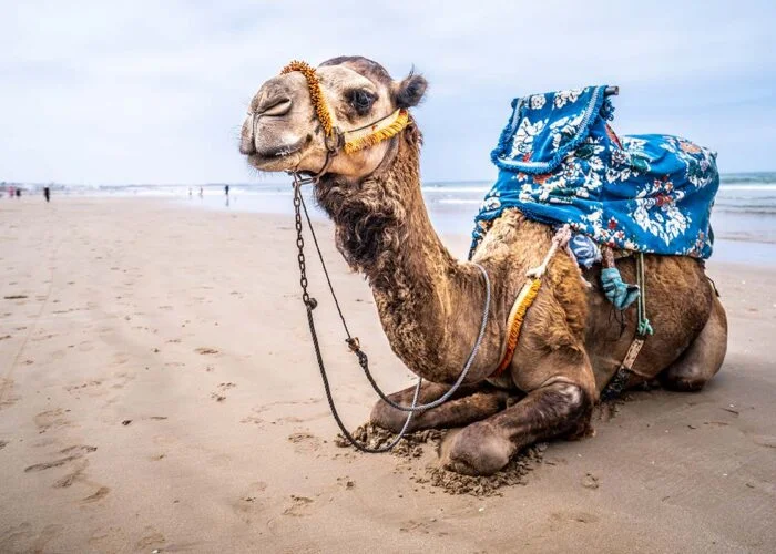 Morocco Desert tour from Marrakech to Agadir