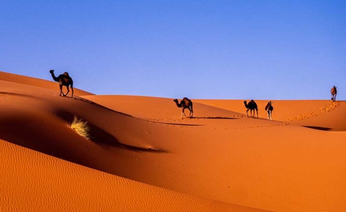 morocco tours & desert trips , morocco multi day tours , morocco tours 2025/2026