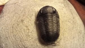 Moroccan Fossils And Minerals