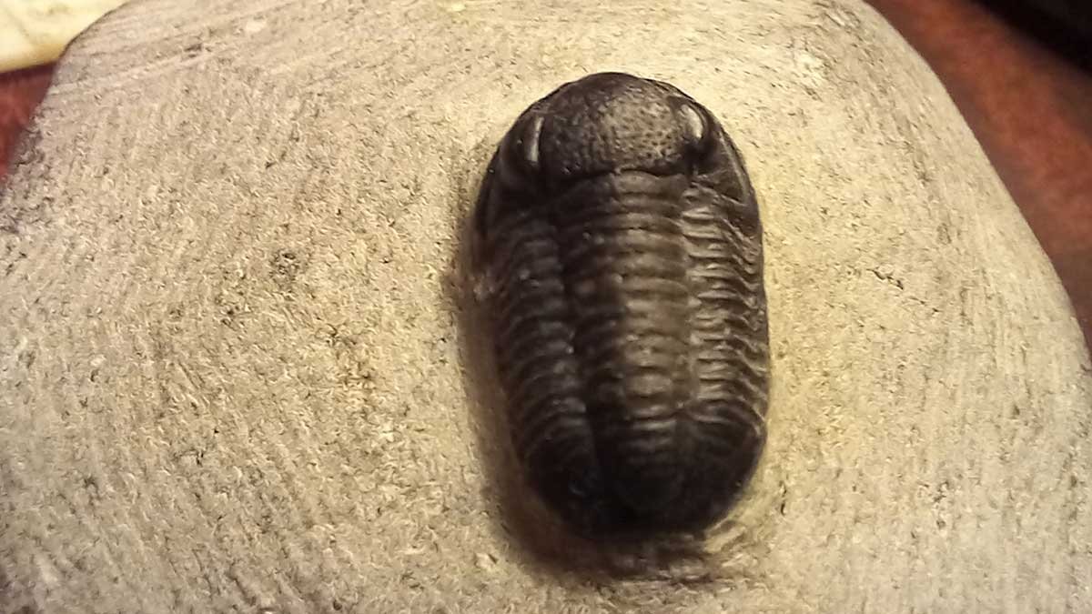 Moroccan Fossils And Minerals